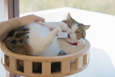 Köpek bakımı konsepti fırça ve tedavi sırasında kedi evinde İskoç kedisine saç