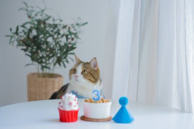 İskoç tekir kedisiyle kedi bakımı konsepti. Doğum gününde yemek yemekten mutlu.
