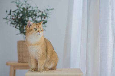 İngiliz kedisiyle kedi bakımı konsepti oturma odasında yemek yemekten memnun.