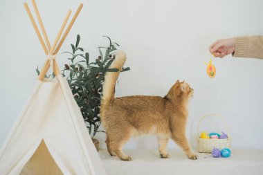 İngiliz kedisiyle Paskalya tatili konsepti sahibi ile renkli yumurta oynayıp septe koyuyor.