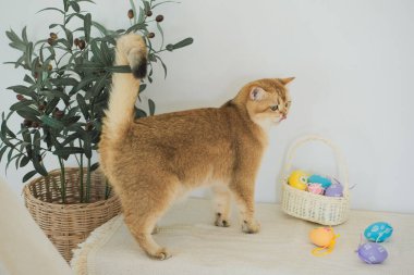 İngiliz kedisiyle Paskalya tatili konsepti renkli yumurtaları septe koy ve masaya koy.
