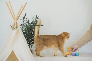 İngiliz kedisiyle Paskalya tatili konsepti sahibi ile renkli yumurta oynayıp septe koyuyor.