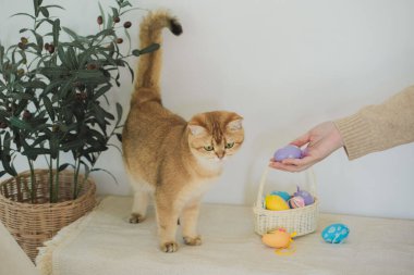 İngiliz kedisiyle Paskalya tatili konsepti sahibi ile renkli yumurta oynayıp septe koyuyor.