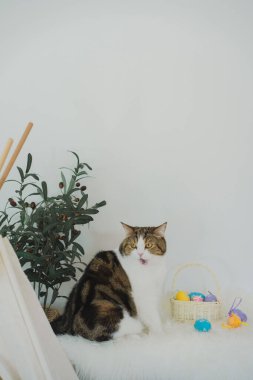 İskoç kedisiyle Paskalya tatili konsepti renkli yumurta oyunu oynayıp masaya konur.