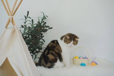 İskoç kedisiyle Paskalya tatili konsepti renkli yumurta oyunu oynayıp masaya konur.