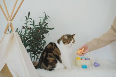 İskoç kedisiyle Paskalya tatili konsepti renkli yumurta oyunu oynayıp masaya konur.