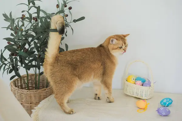 İngiliz kedisiyle Paskalya tatili konsepti renkli yumurtaları septe koy ve masaya koy.