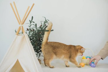 İngiliz kedisiyle Paskalya tatili konsepti sahibi ile renkli yumurta oynayıp septe koyuyor.