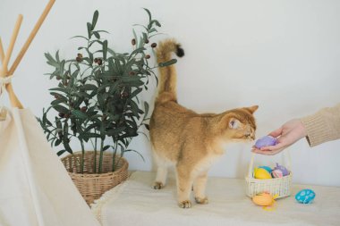 İngiliz kedisiyle Paskalya tatili konsepti sahibi ile renkli yumurta oynayıp septe koyuyor.