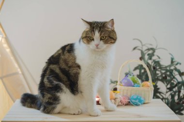 İskoç kedisiyle Paskalya tatili konsepti renkli yumurta oyunu oynayıp masaya konur.