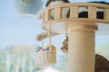 İskoç kedisiyle Paskalya tatili konsepti renkli yumurta oyunu oynayıp masaya konur.