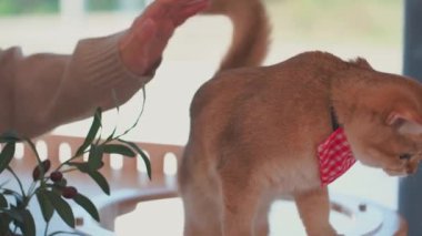 Kedi Evi 'ndeki İngiliz kedisine fırça ve tedavi saç teması sırasında ev sahibiyle evcil hayvan bakımı kavramı 