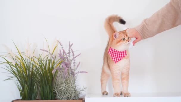 Pet Care Concept Owner Brush Treatment Hair British Cat Cat — Stock Video