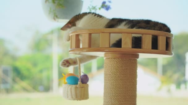 Wielkanoc Wakacje Koncepcja Miękkim Focu Szkocki Kot Grać Kolorowe Jajko — Wideo stockowe