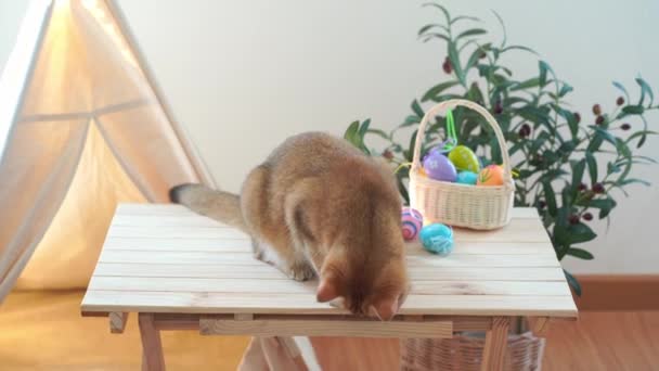 Wielkanoc Wakacje Koncepcja Brytyjski Kot Grać Kolorowe Jajko Właścicielem Umieścić — Wideo stockowe