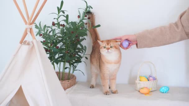 Wielkanoc Wakacje Koncepcja Brytyjski Kot Grać Kolorowe Jajko Właścicielem Umieścić — Wideo stockowe
