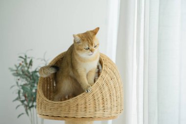 Kedi konseptiyle mutlu olan İngiliz kedisi modern ev dekorasyonu geçmişi olan kedi eviyle oynuyor.