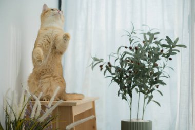 Kedi konseptiyle mutlu olan İngiliz kedisi modern ev dekorasyonu geçmişi olan kedi eviyle oynuyor.