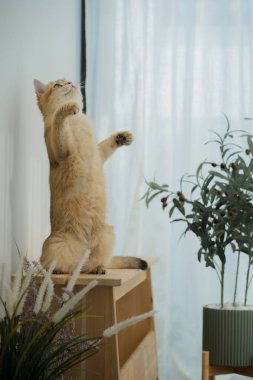 Kedi konseptiyle mutlu olan İngiliz kedisi modern ev dekorasyonu geçmişi olan kedi eviyle oynuyor.