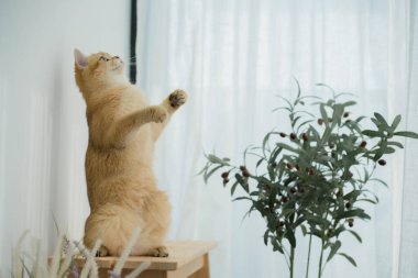Kedi konseptiyle mutlu olan İngiliz kedisi modern ev dekorasyonu geçmişi olan kedi eviyle oynuyor.