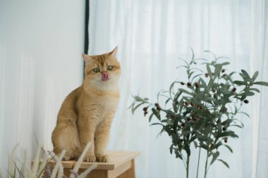 Kedi konseptiyle mutlu olan İngiliz kedisi modern ev dekorasyonu geçmişi olan kedi eviyle oynuyor.