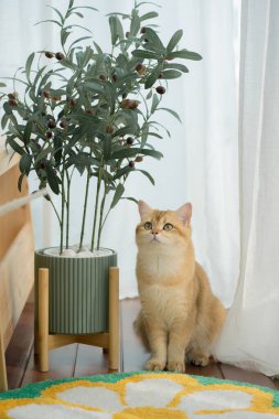 Kedi konseptiyle mutlu olan İngiliz kedisi modern ev dekorasyonu geçmişi olan kedi eviyle oynuyor.