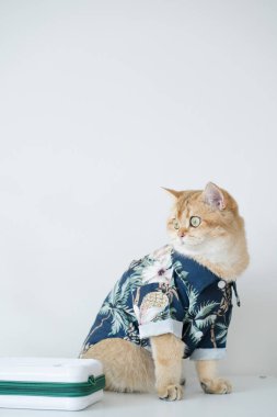 Altın rengi İngiliz kedisi ile yaz ve yeni yıl seyahati konsepti beyaz yalıtılmış plaj gömleği giyerler.