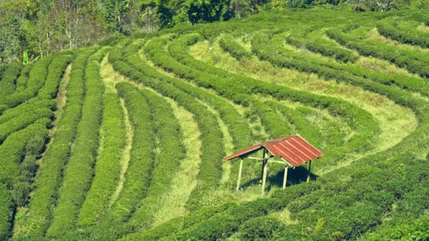 Подорожі Природі Концепція Чайною Фермою Заміською Каютою Горою — стокове відео