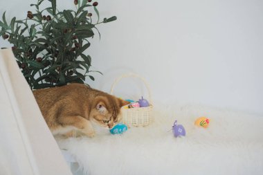 İngiliz kedisiyle Paskalya tatili konsepti renkli yumurtaları septe koy ve masaya koy.