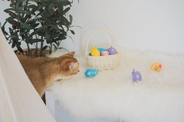 İngiliz kedisiyle Paskalya tatili konsepti renkli yumurtaları septe koy ve masaya koy.