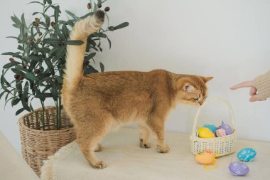 İngiliz kedisiyle Paskalya tatili konsepti sahibi ile renkli yumurta oynayıp septe koyuyor.