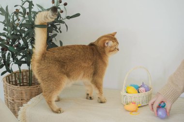 İngiliz kedisiyle Paskalya tatili konsepti sahibi ile renkli yumurta oynayıp septe koyuyor.