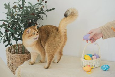 İngiliz kedisiyle Paskalya tatili konsepti sahibi ile renkli yumurta oynayıp septe koyuyor.