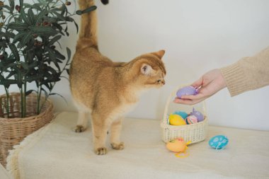 İngiliz kedisiyle Paskalya tatili konsepti sahibi ile renkli yumurta oynayıp septe koyuyor.