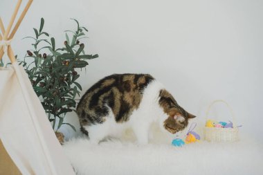 İskoç kedisiyle Paskalya tatili konsepti renkli yumurta oyunu oynayıp masaya konur.