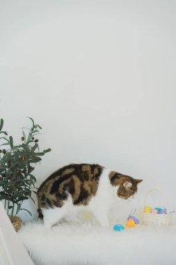 İskoç kedisiyle Paskalya tatili konsepti renkli yumurta oyunu oynayıp masaya konur.