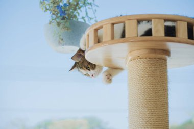 İskoç kedisiyle Paskalya tatili konsepti renkli yumurta oyunu oynayıp masaya konur.