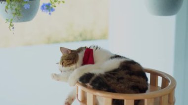 Köpek bakımı konsepti fırça ve tedavi sırasında kedi evinde İskoç kedisine saç 