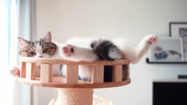 İskoç kedisi ile evcil hayvan bakımı konsepti. Kedi evinde uyu ve rahatla.