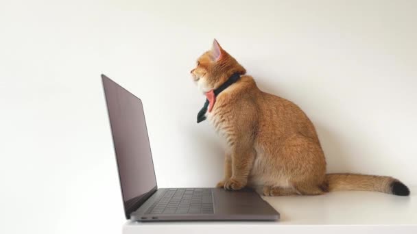 Επιχειρηματική Ιδέα Βρετανική Γάτα Φορούν Γραβάτα Χρήση Laptop — Αρχείο Βίντεο