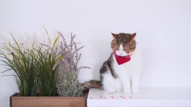 Sällskapsdjur Vård Koncept Med Skotsk Katt Sitta Och Koppla Vitt — Stockvideo