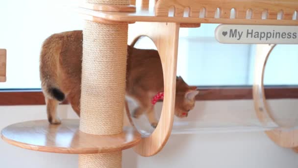 Pet Conceito Cuidados Com Gato Britânico Jogar Relaxar Casa Gato — Vídeo de Stock