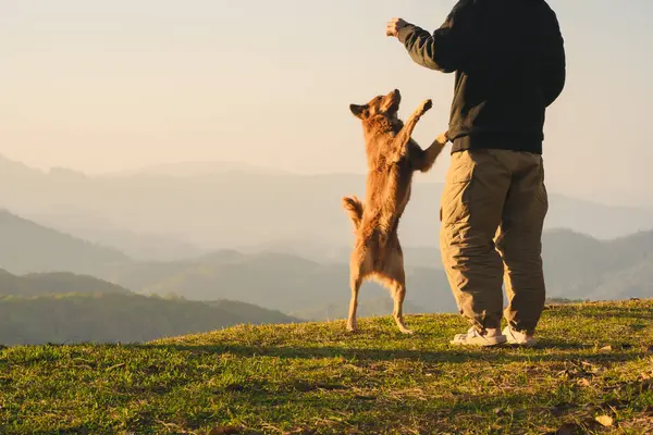 Doğa tek başına seyahat eden bir adam köpekle oynar ve dağ tabakasıyla güneşin doğuşunu seyreder.