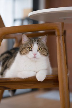 Oturma odasındaki masada İskoç kedisiyle mutlu ve rahat bir konsept.