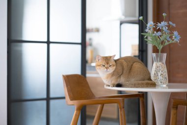 Oturma odasındaki masada İngiliz kedisinin oynadığı mutlu ve rahat bir konsept.
