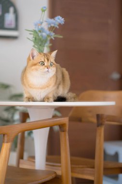 Oturma odasındaki masada İngiliz kedisinin oynadığı mutlu ve rahat bir konsept.