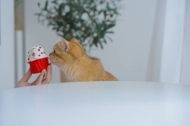 İngiliz kedisiyle kedi bakımı konsepti oturma odasında yemek yemekten memnun.
