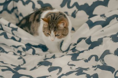 Yatakta İskoç tekir kedisiyle evcil hayvan bakımı konsepti