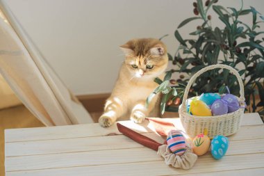 İngiliz kedisiyle Paskalya tatili konsepti renkli yumurtaları septe koy ve masaya koy.