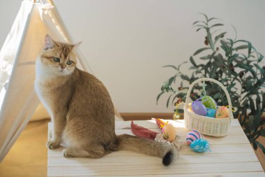 İngiliz kedisiyle Paskalya tatili konsepti renkli yumurtaları septe koy ve masaya koy.